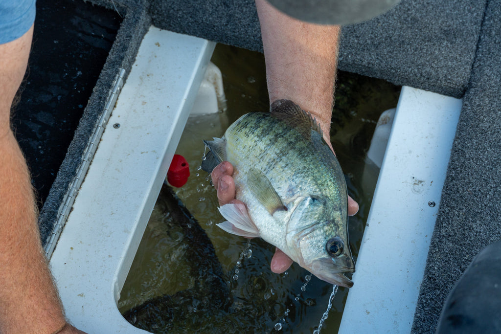 10 Crappie Fishing Tips to Catch More Slabs (With Less Guessing)